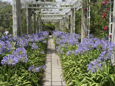 Agapanthus africanus